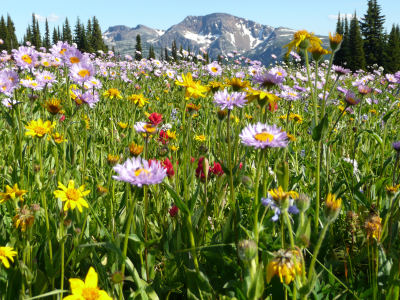 Flower meadow in front of Raft Mountain